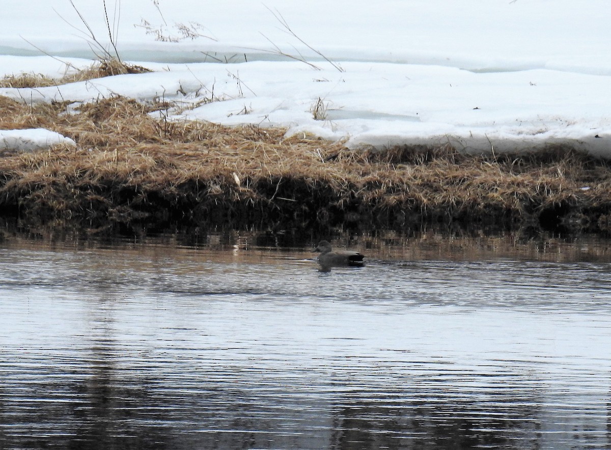 Gadwall - ML52433471