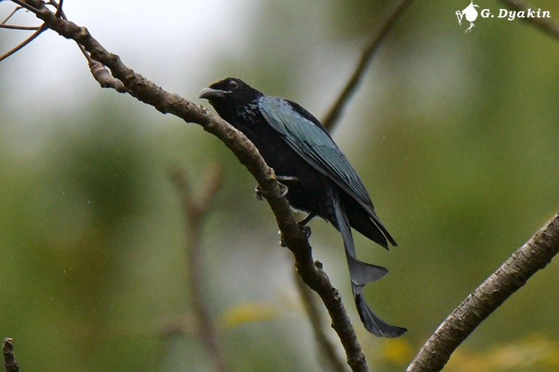 Hair-crested Drongo - ML524335401