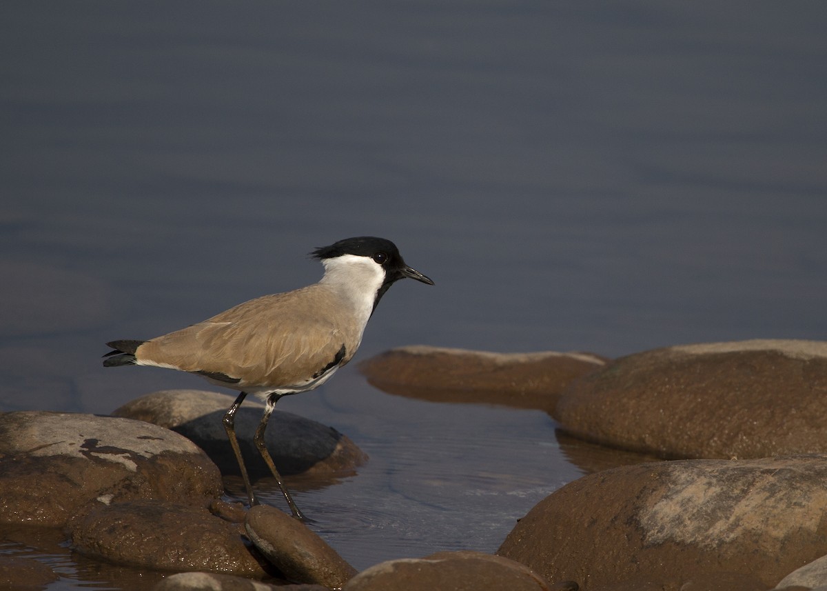 River Lapwing - ML524335441