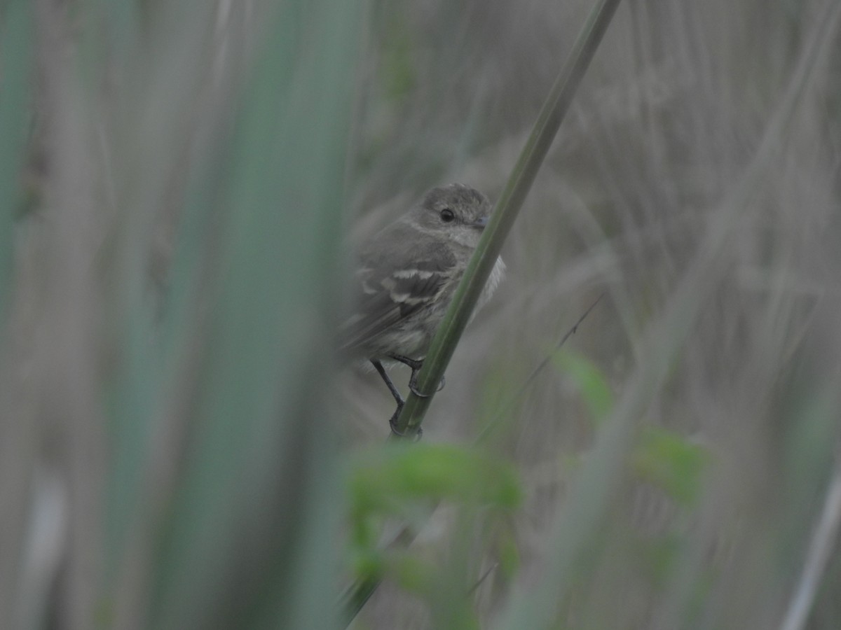 Bran-colored Flycatcher - ML52433551