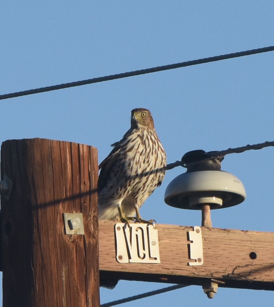 Cooper's Hawk - ML524335981