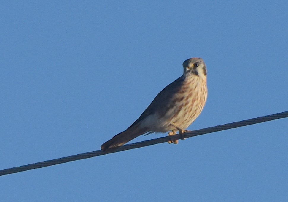 American Kestrel - ML524336231