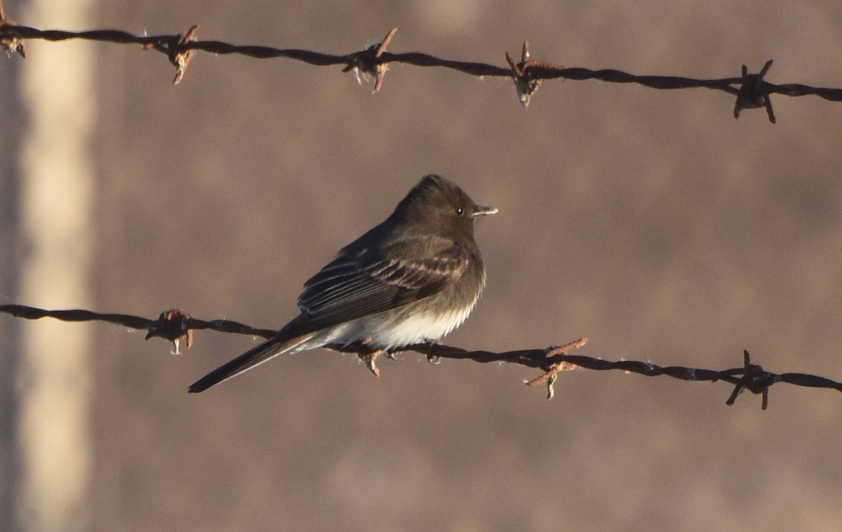 Black Phoebe - ML524336301