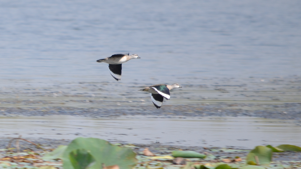 Cotton Pygmy-Goose - ML524336631