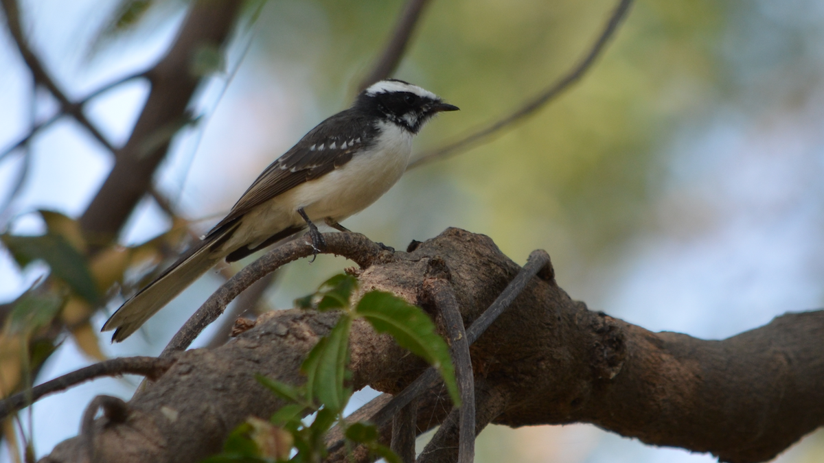 White-browed Fantail - ML524337061