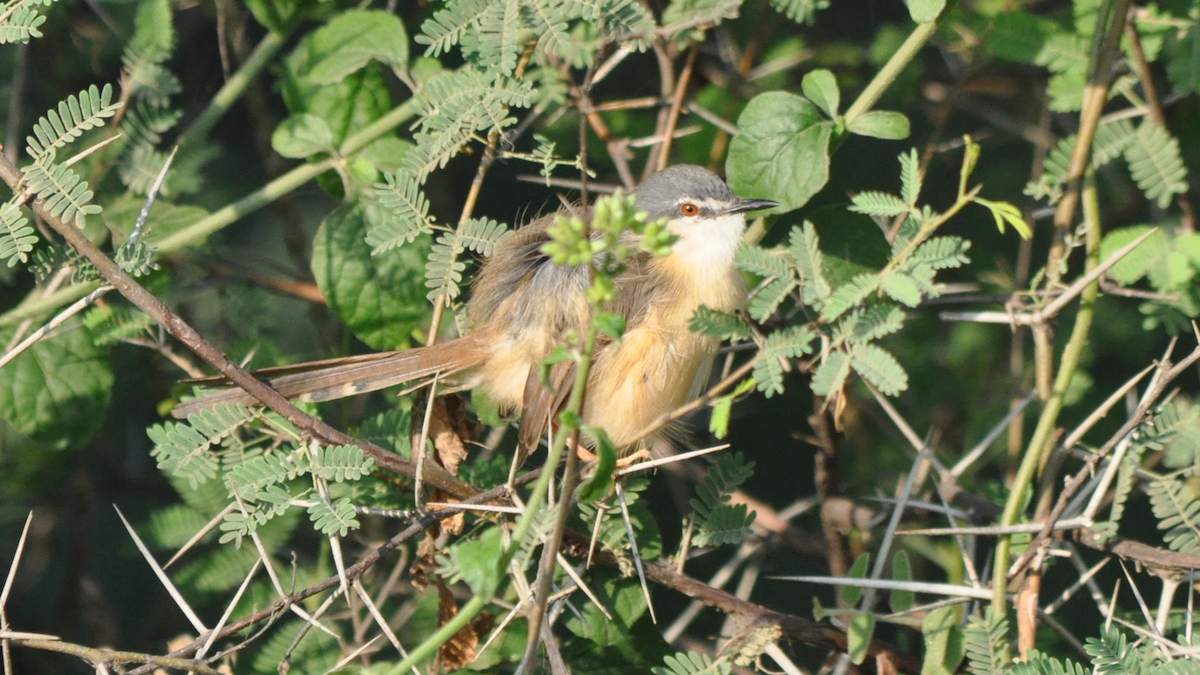 Prinia Sencilla - ML524337121