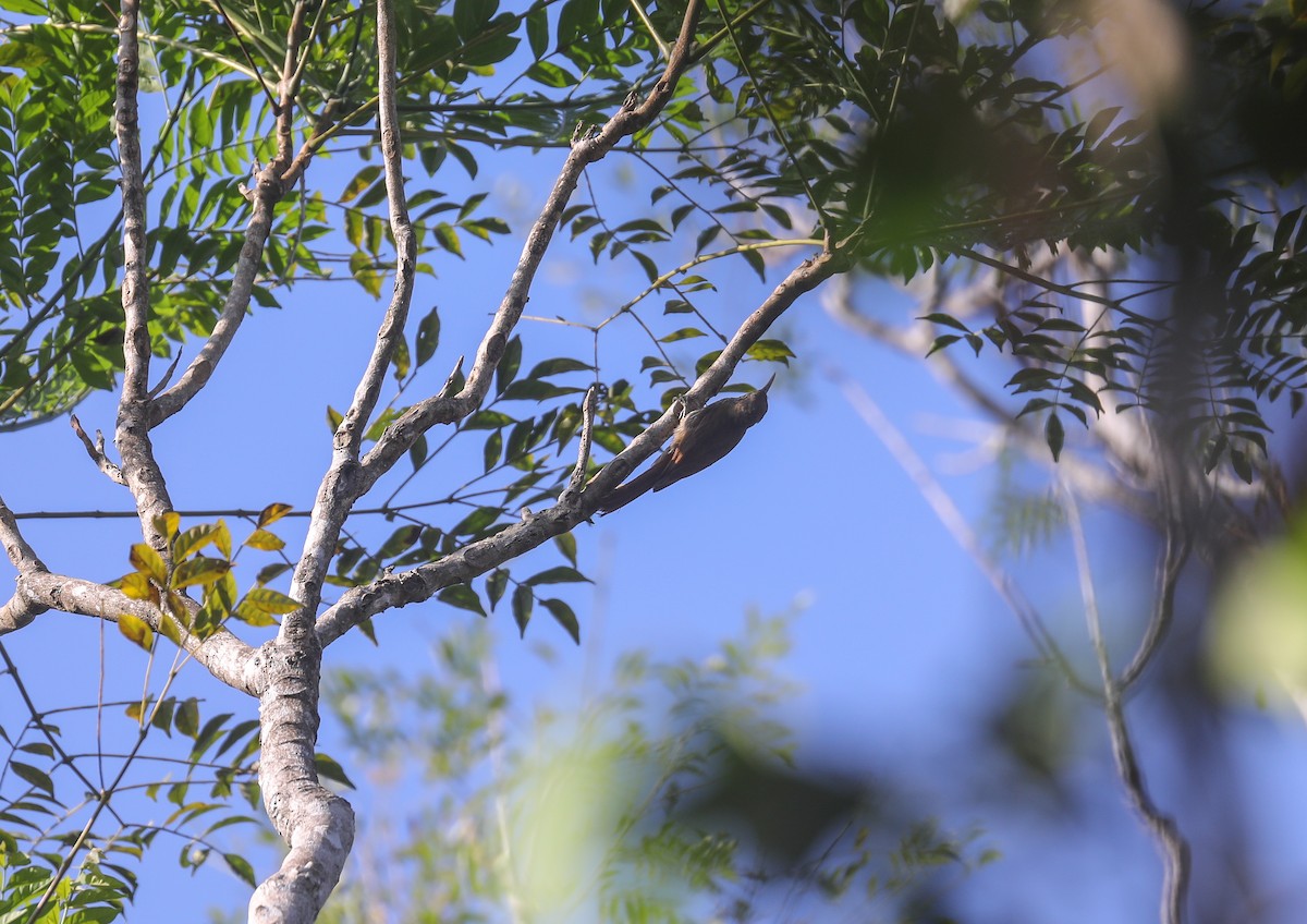 Dusky-capped Woodcreeper - ML524337301