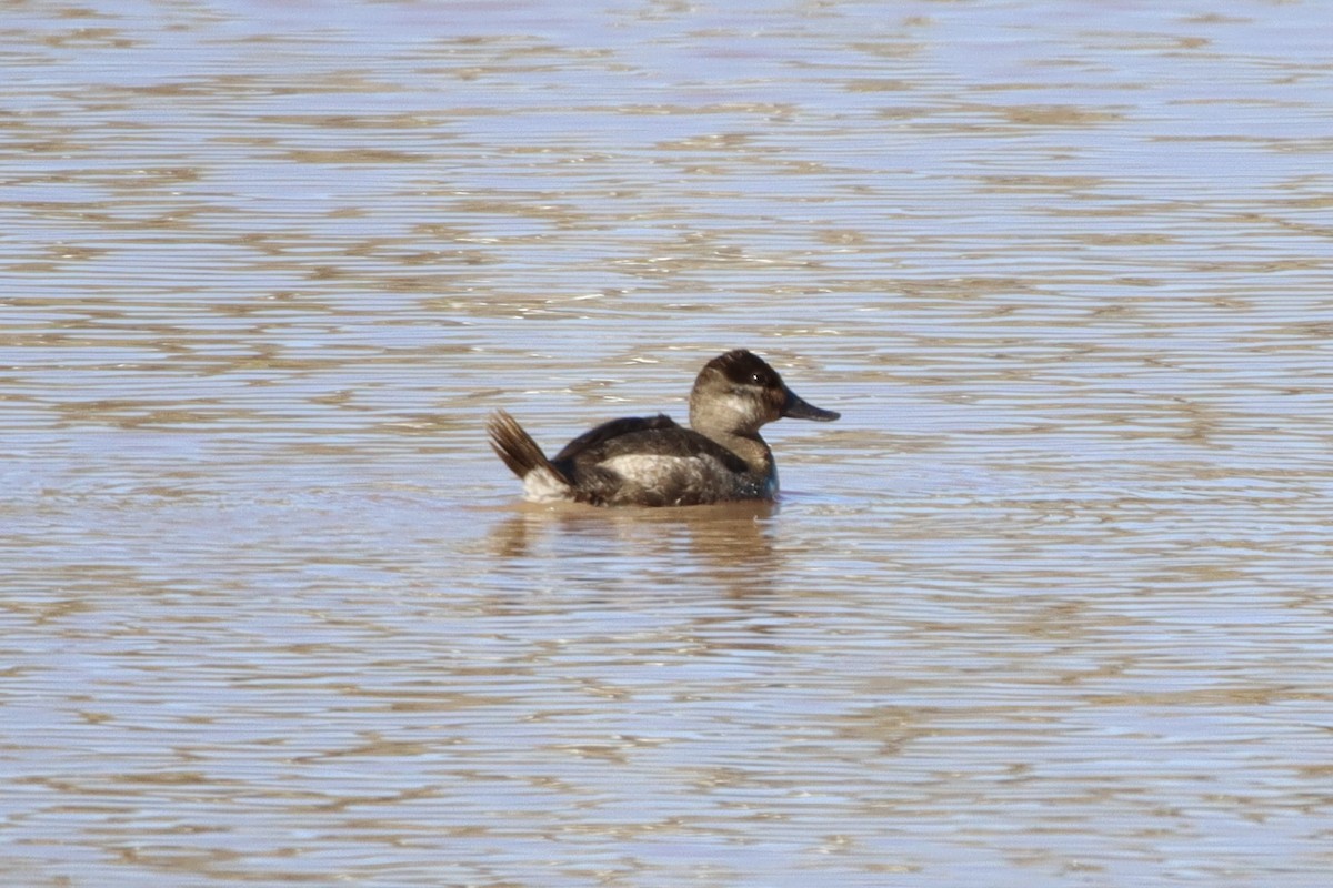 Ruddy Duck - ML524337721