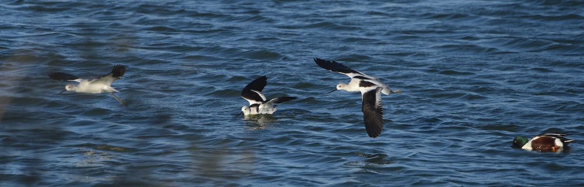 Avocette d'Amérique - ML524338051