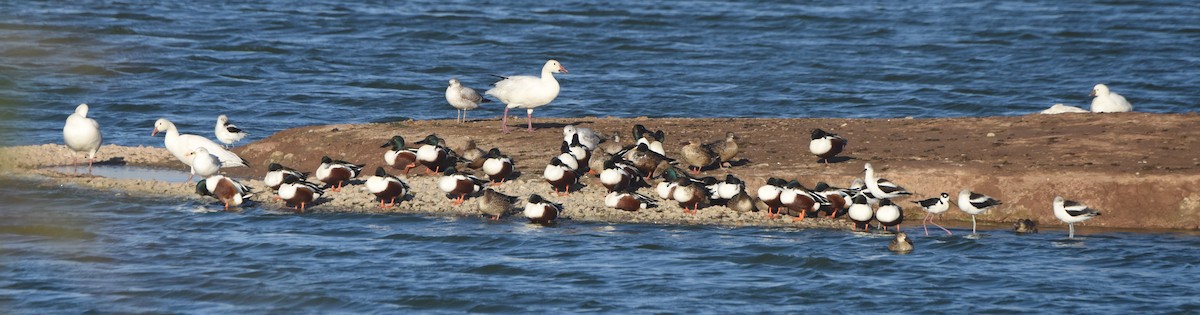 Canard souchet - ML524338201