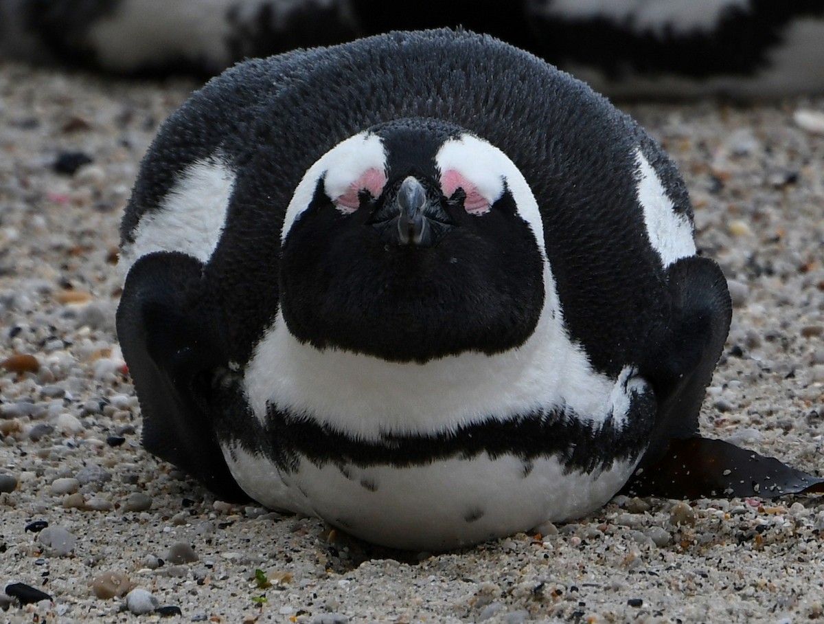 African Penguin - Marek Latkowski