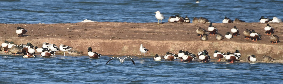 Northern Shoveler - Kristen Cart