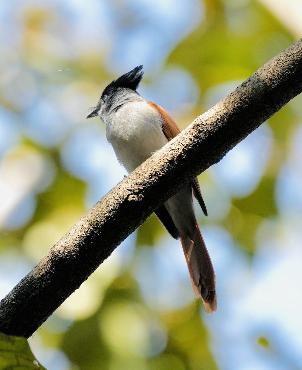 Indian Paradise-Flycatcher - ML524338341