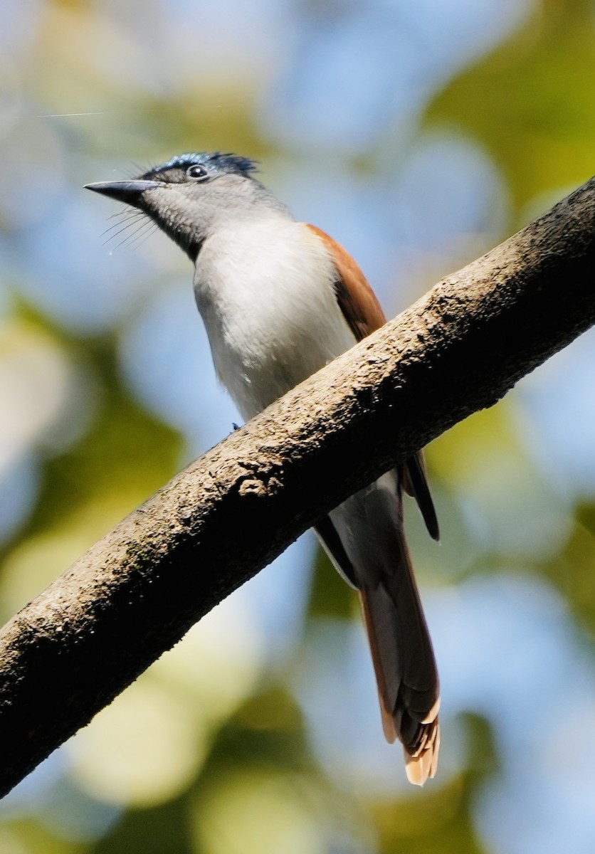 Indian Paradise-Flycatcher - ML524338351
