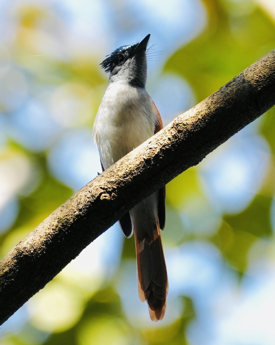 Indian Paradise-Flycatcher - ML524338361