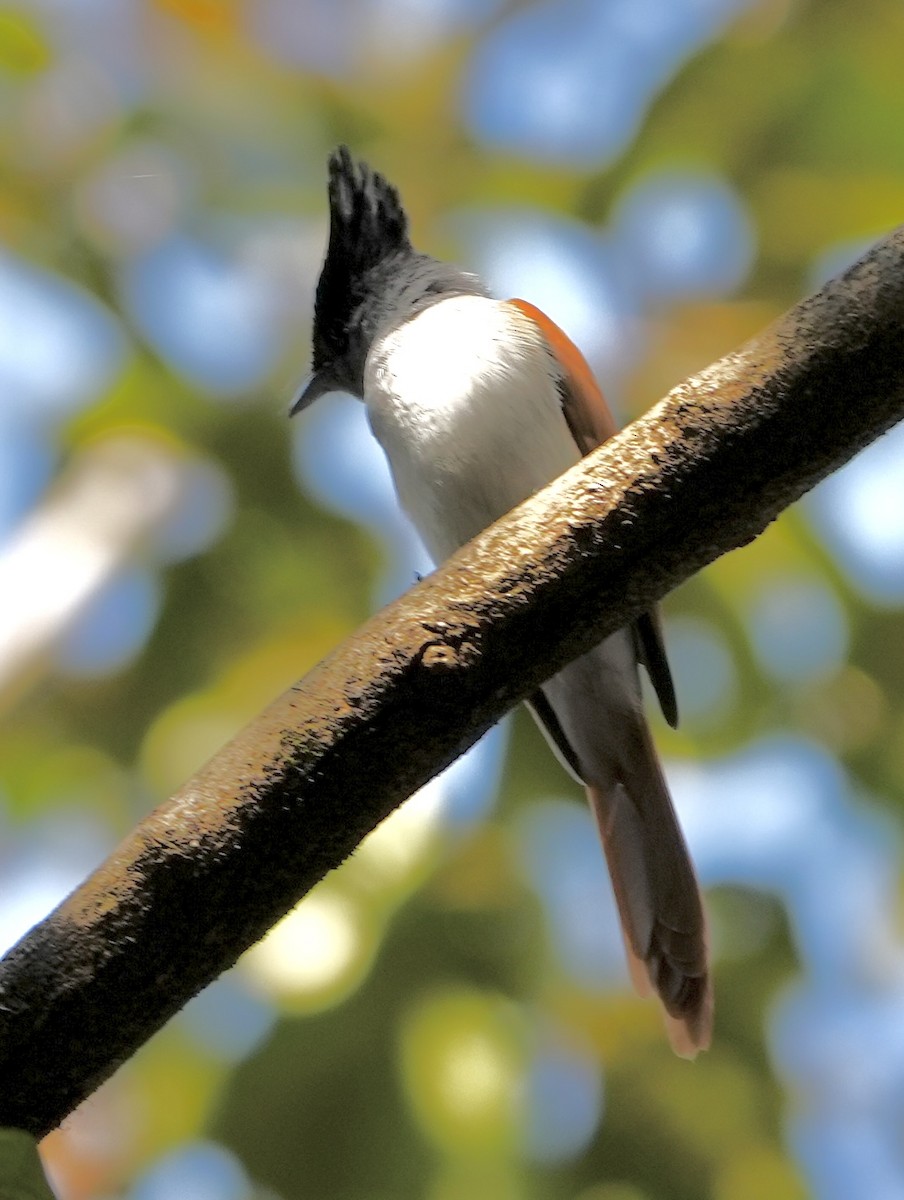 Indian Paradise-Flycatcher - ML524338371