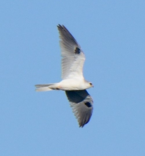 White-tailed Kite - Kristen Cart