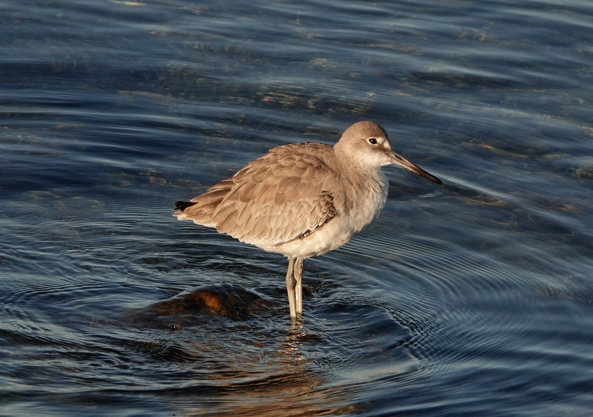 Willet - ML524339571