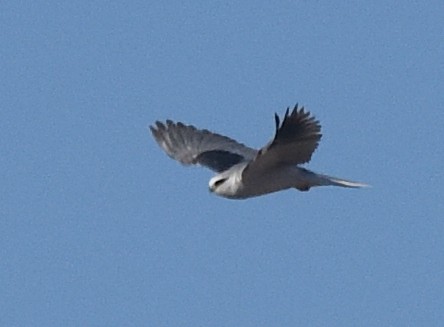 White-tailed Kite - Kristen Cart