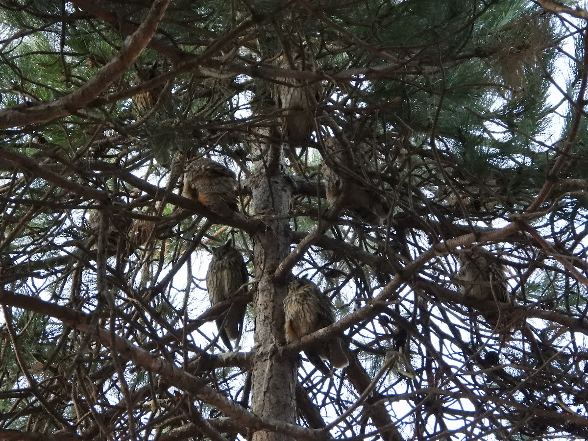 Long-eared Owl - ML524340991