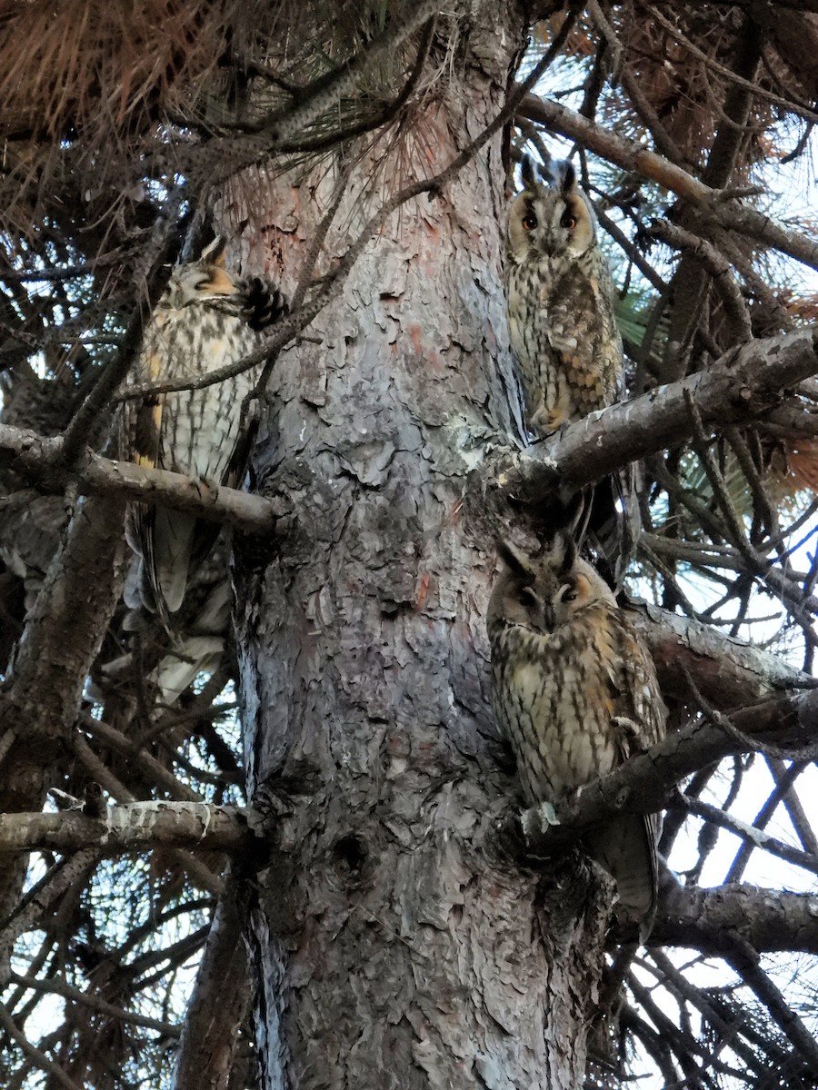 Long-eared Owl - ML524341441