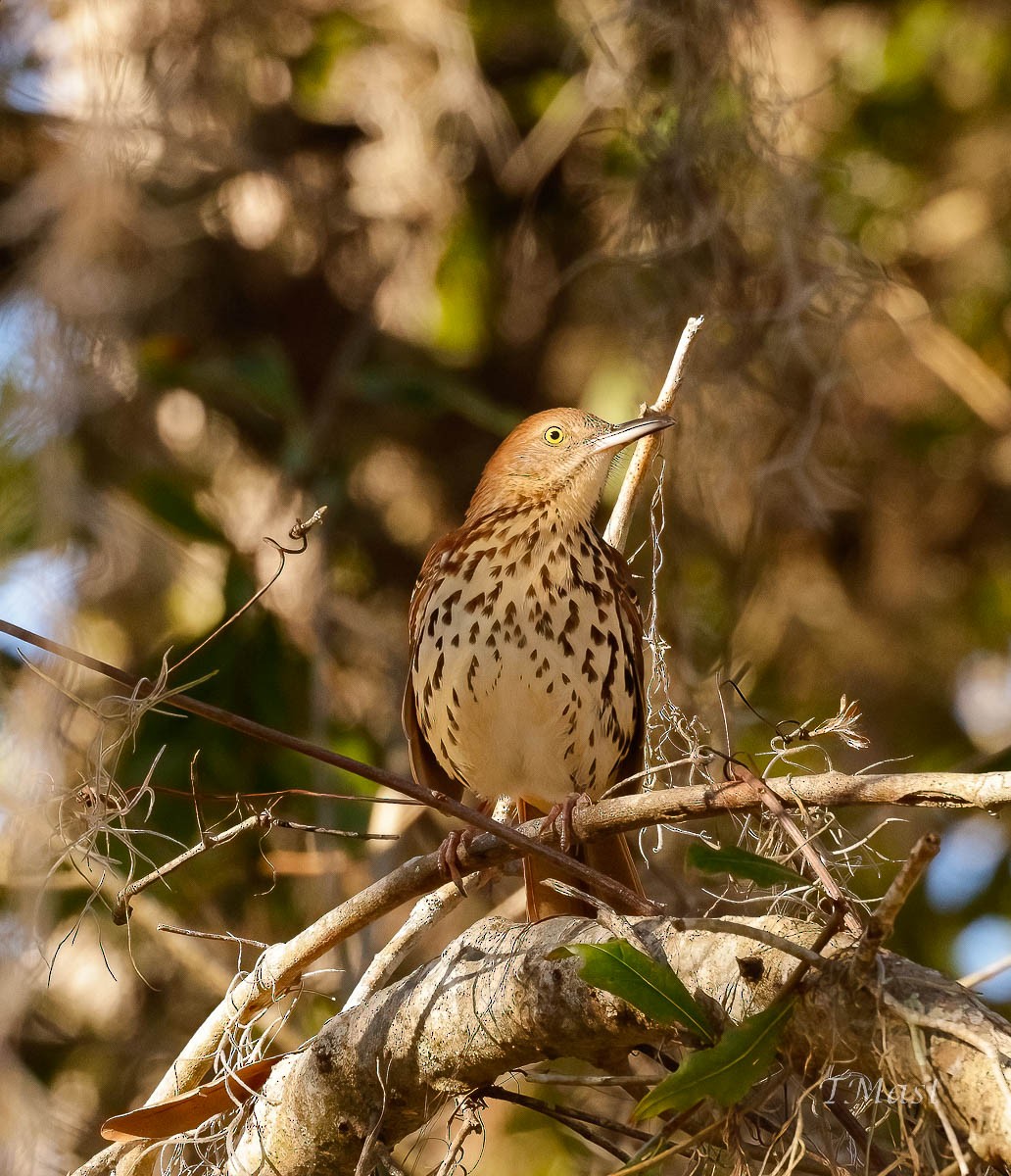 Brown Thrasher - Tom Mast