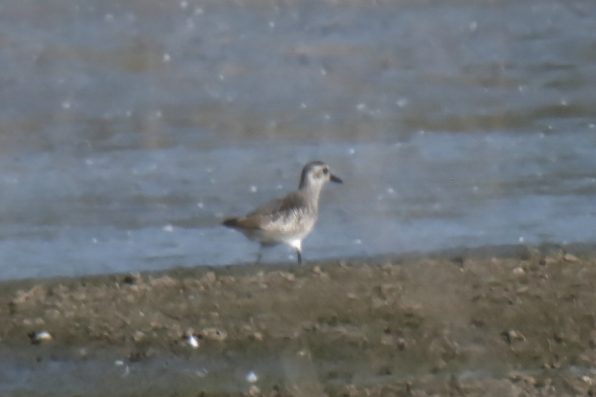 Black-bellied Plover - ML524341681