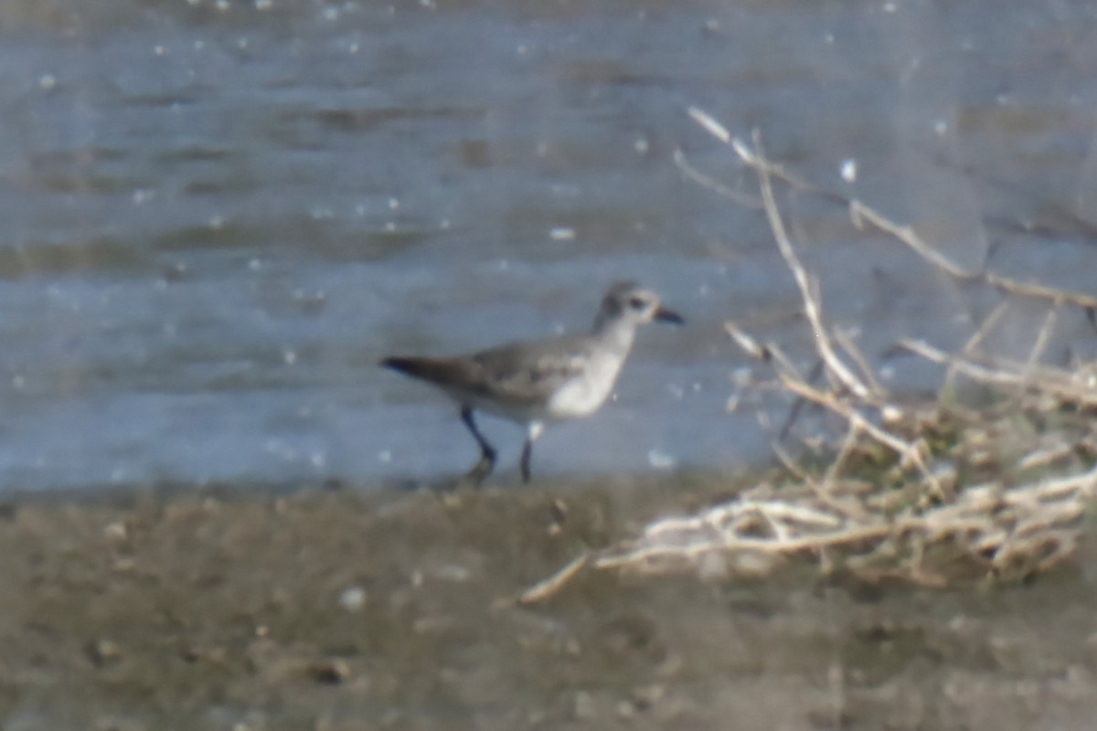 Black-bellied Plover - ML524341691