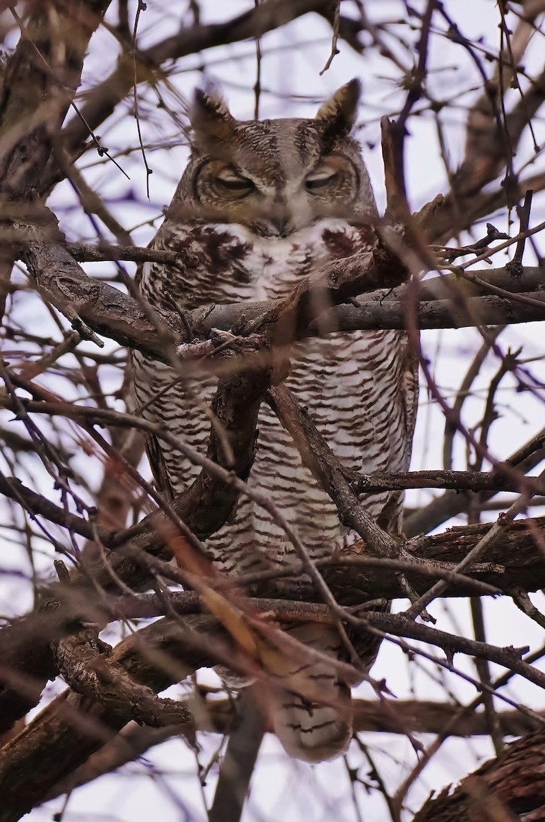 Great Horned Owl - ML524341831