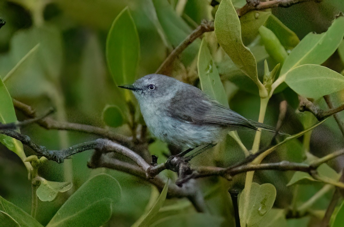 Dusky Gerygone - Chris Jones