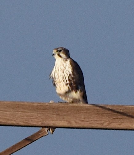 Prairie Falcon - ML524342971