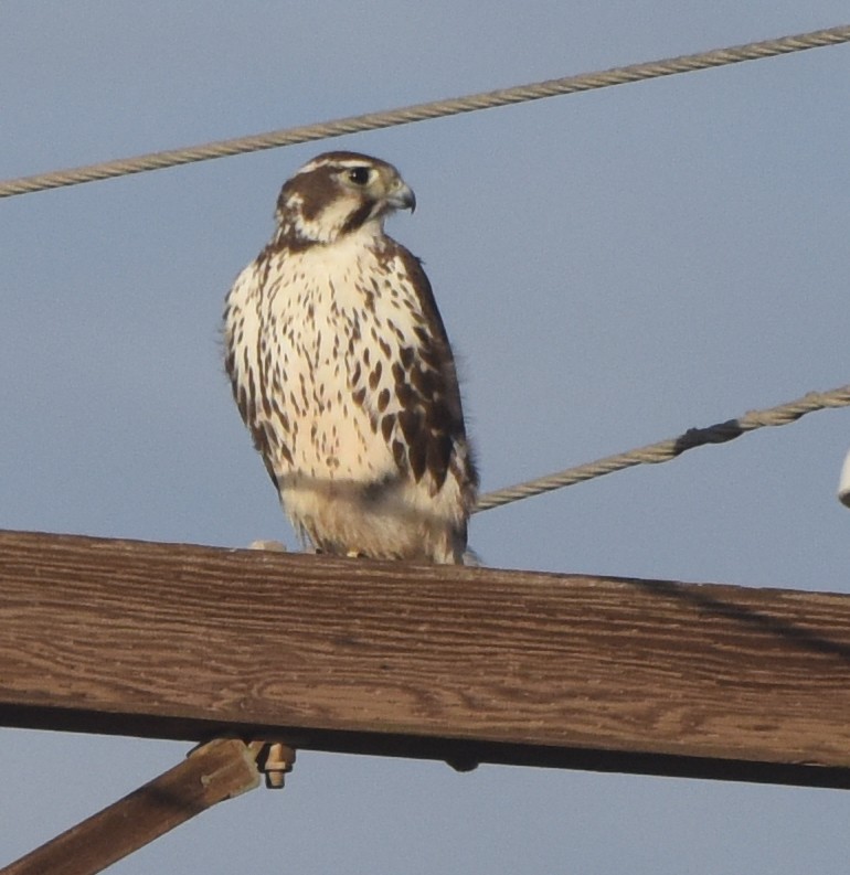 Prairie Falcon - ML524342991