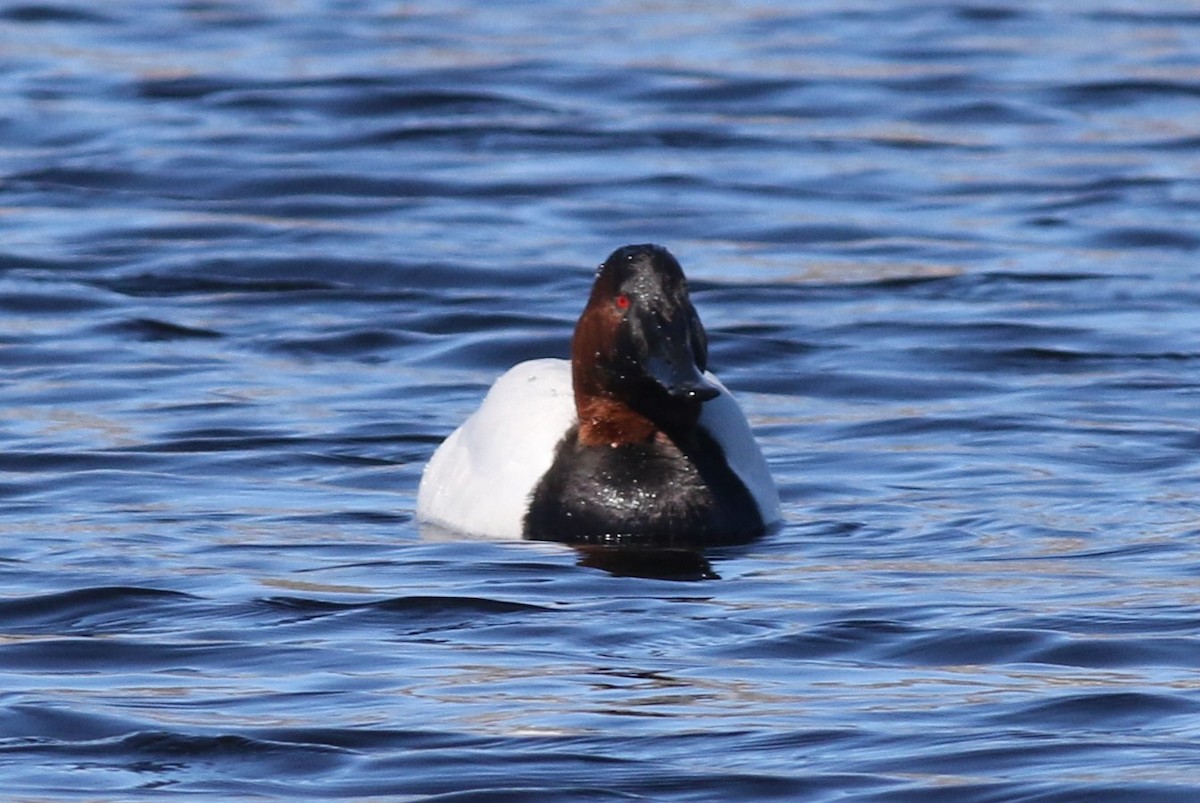 Canvasback - Margaret Viens