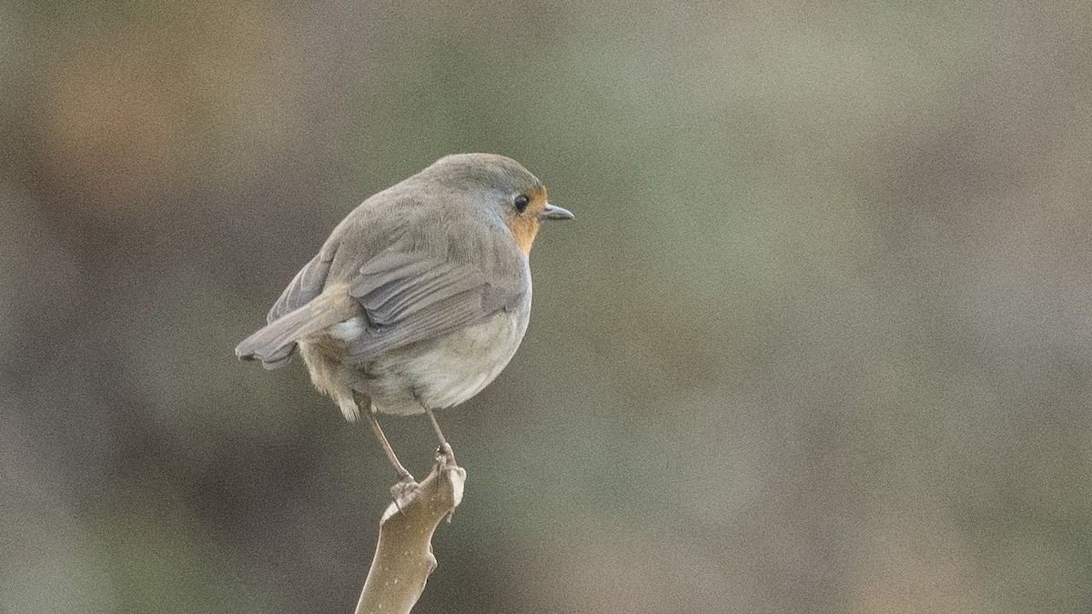 European Robin - Ogün Aydin