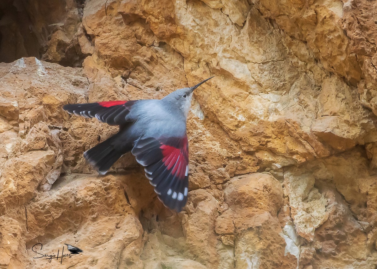 Wallcreeper - ML524343921