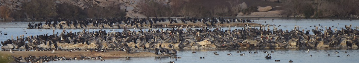 Brown Pelican - ML524343931