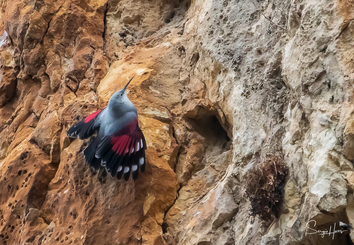 Wallcreeper - ML524344071