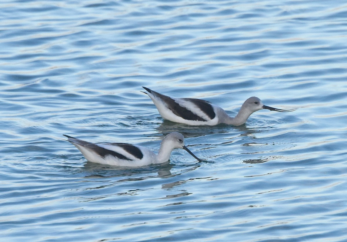 Avoceta Americana - ML524344091