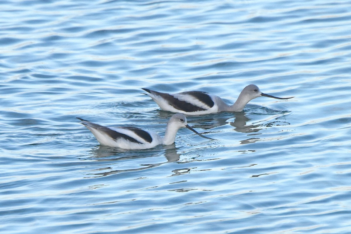 Avocette d'Amérique - ML524344101