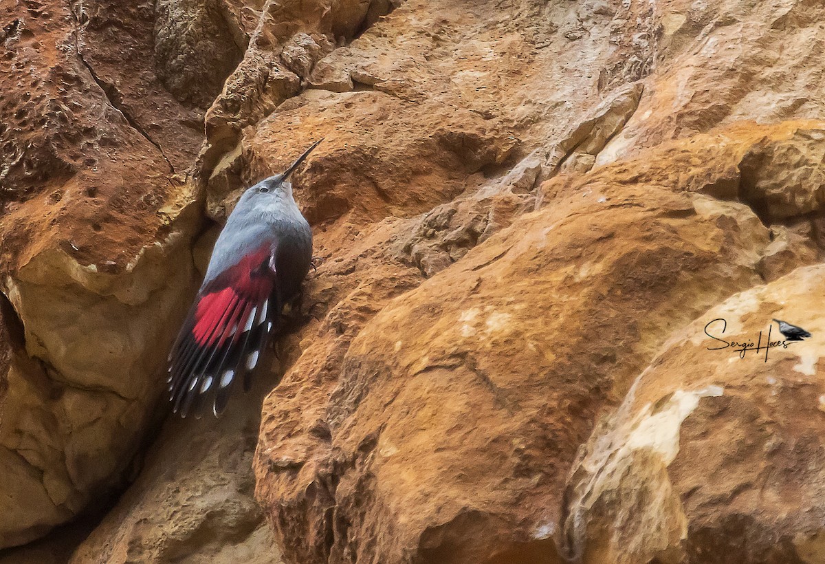 Wallcreeper - ML524344121