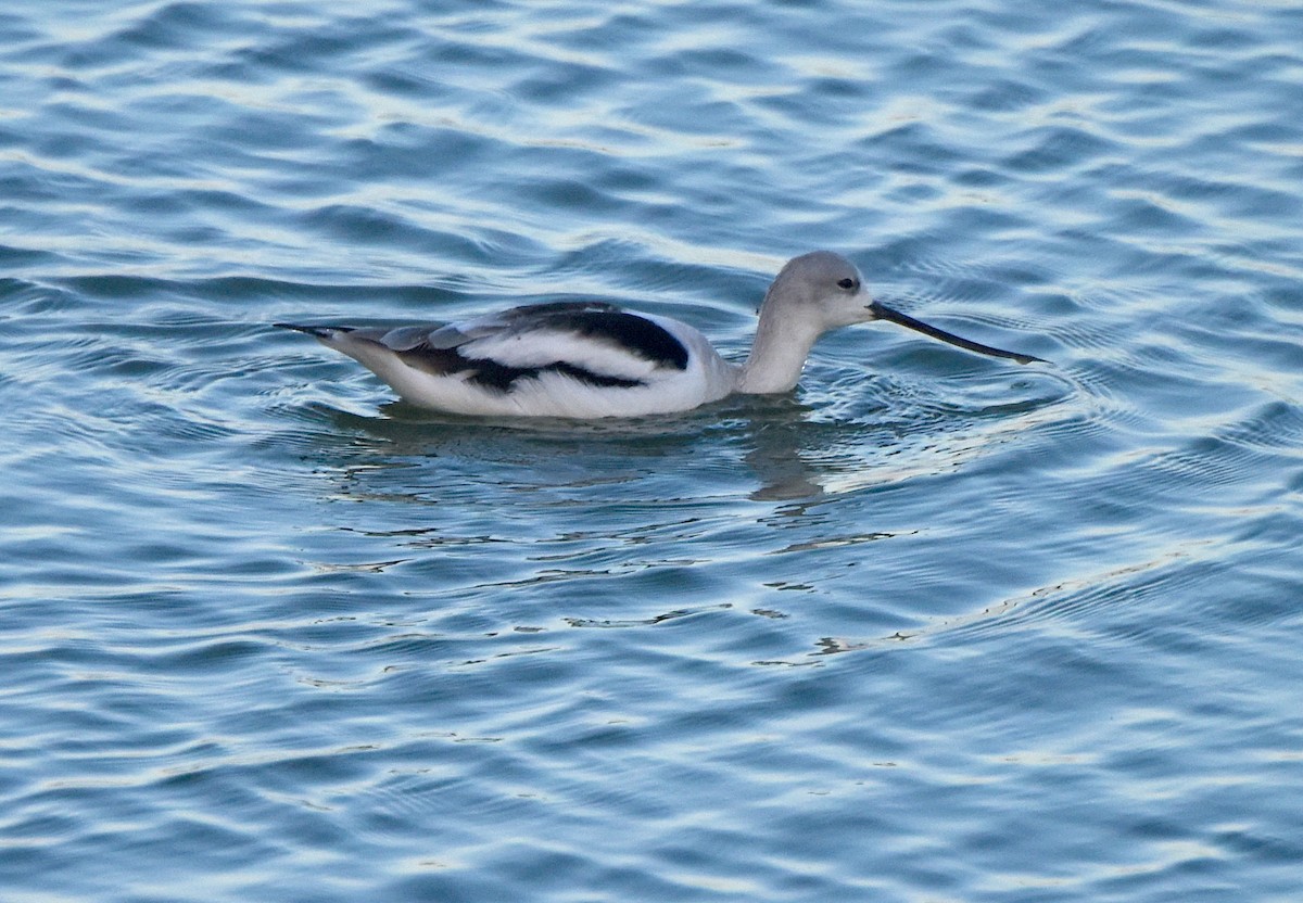 Avocette d'Amérique - ML524344131