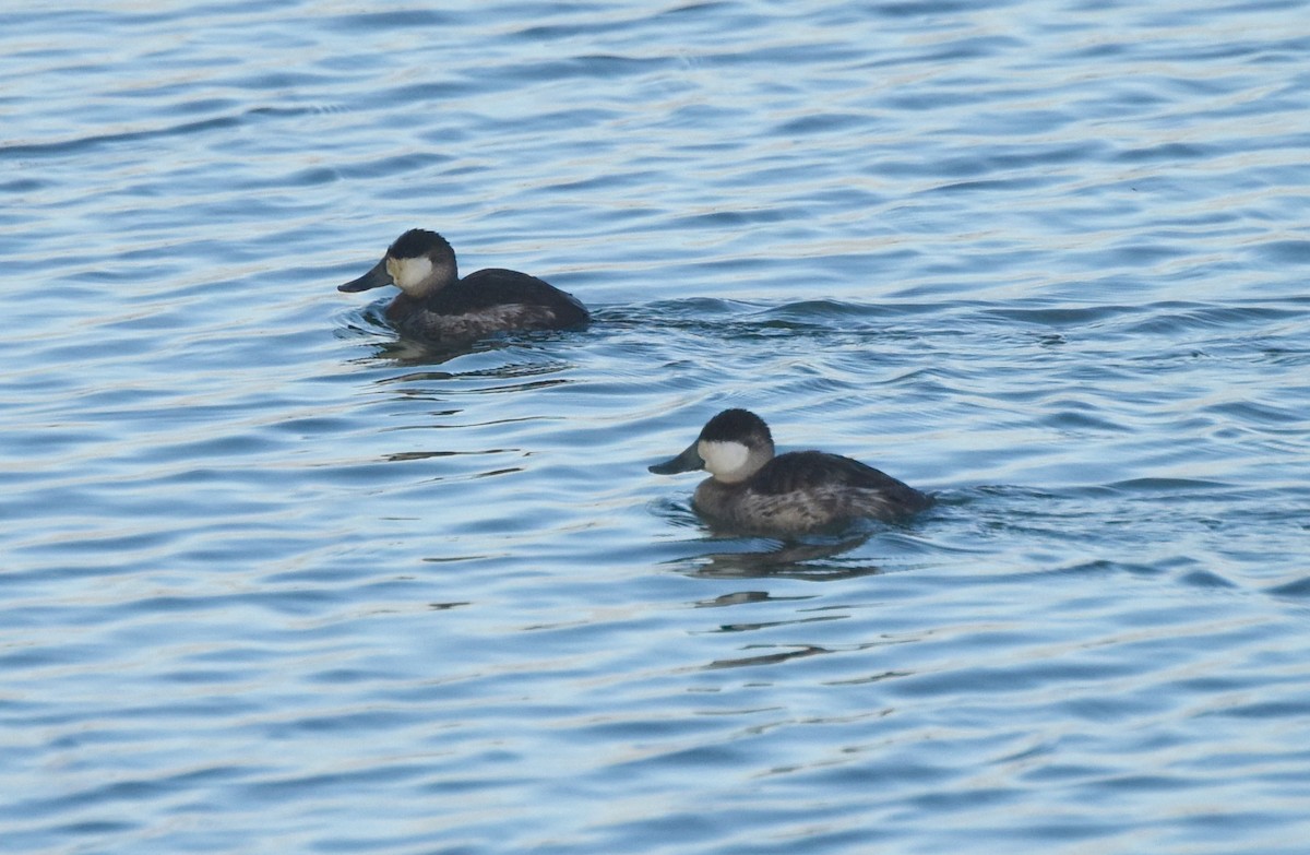 Ruddy Duck - ML524344191