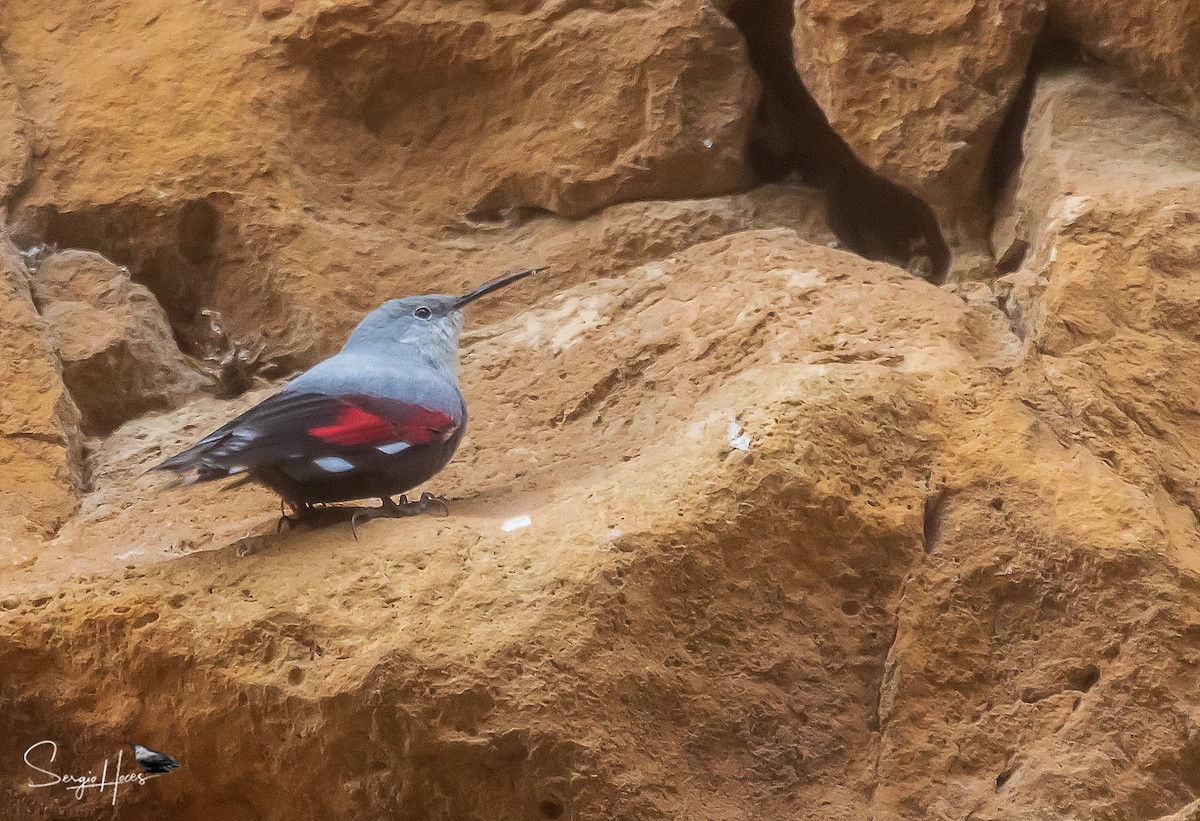 Wallcreeper - ML524344261