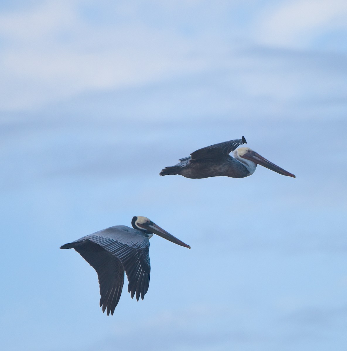 Brown Pelican - Kristen Cart