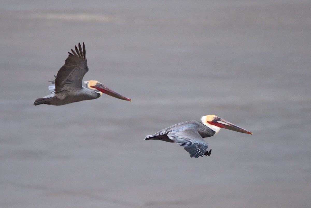 Brown Pelican - ML524344441