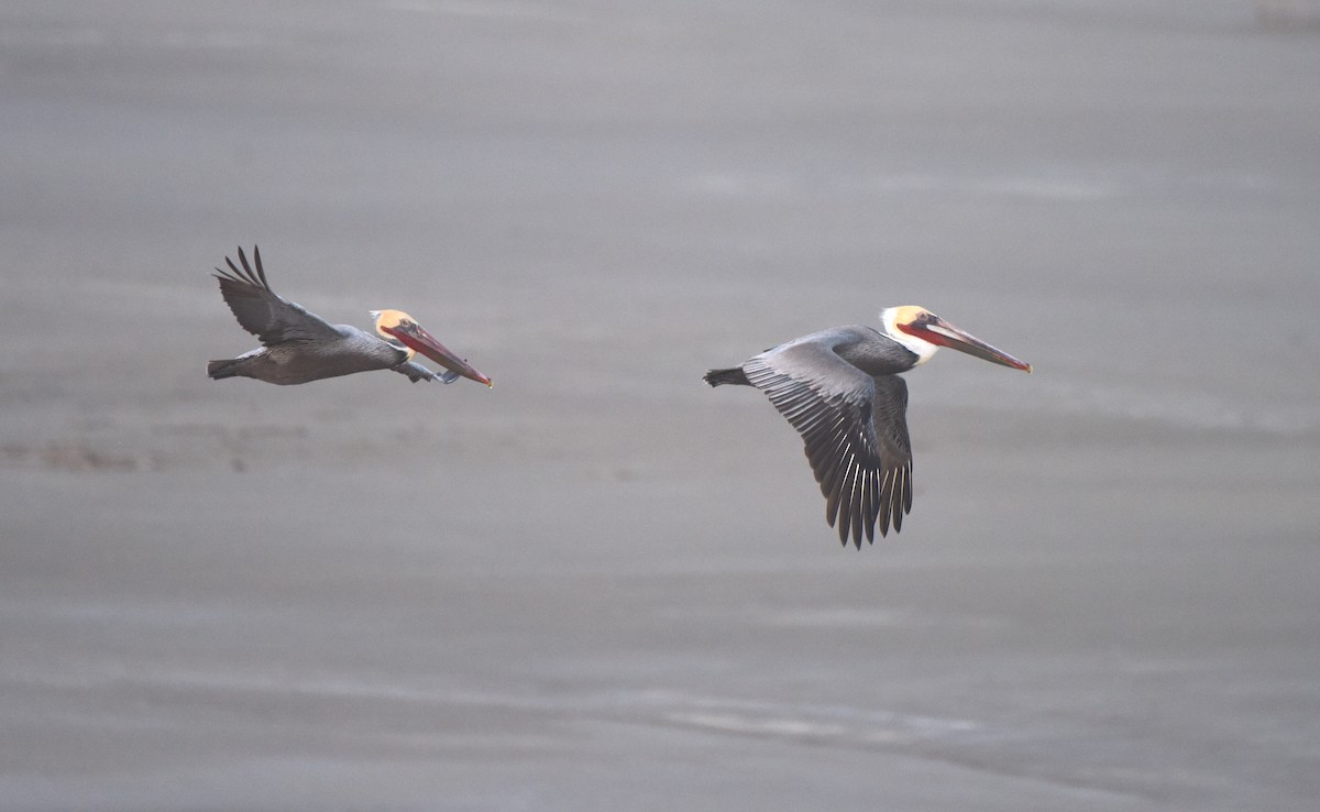 Brown Pelican - ML524344461