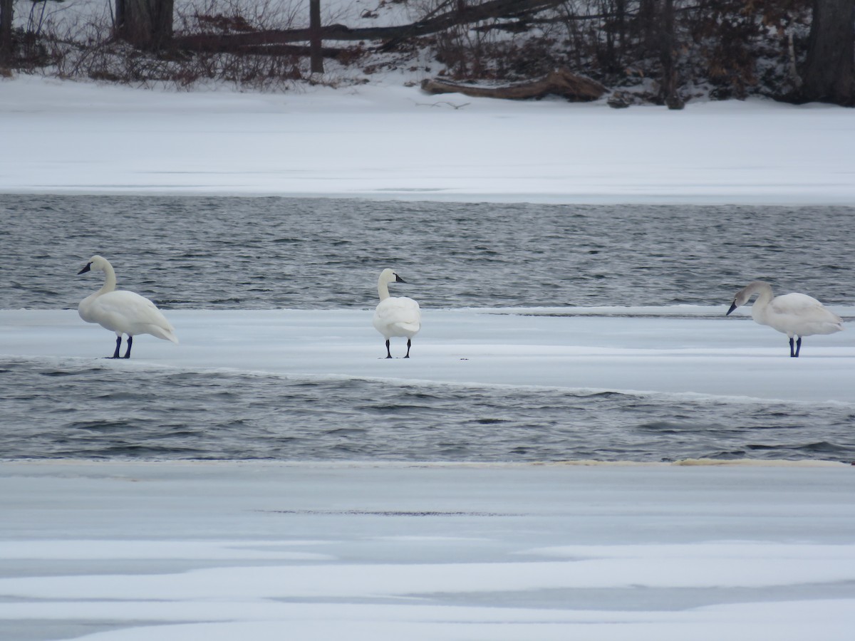 Tundra Swan (Whistling) - Jonathan  Pierce