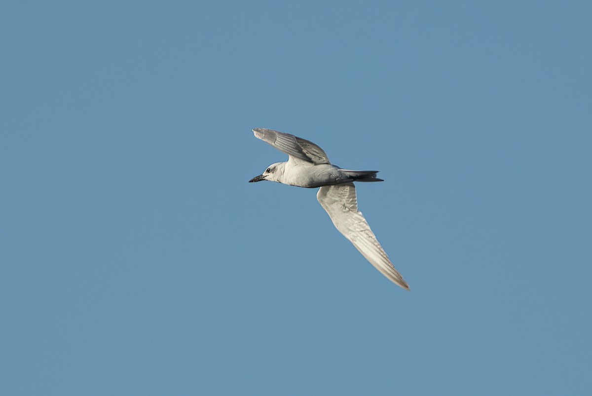 Gull-billed Tern - Chris Jones