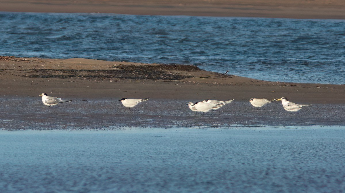 Australian Tern - Chris Jones