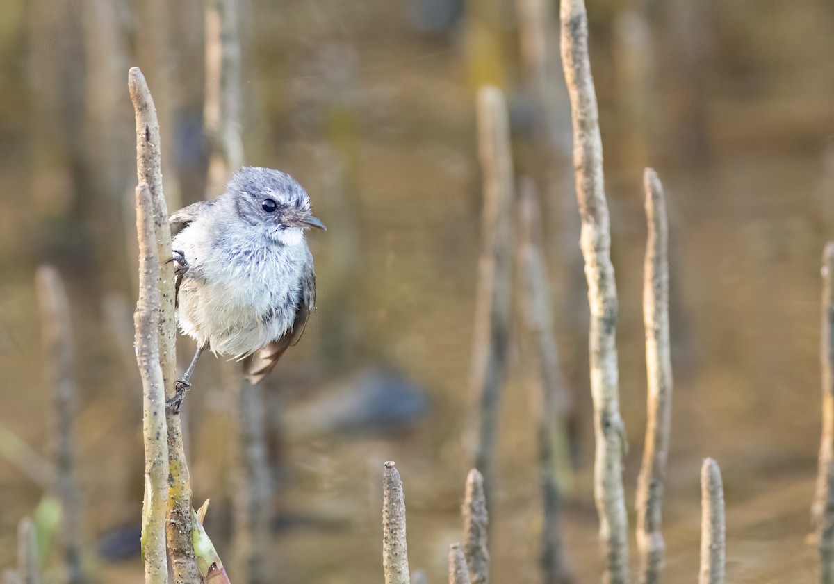 Mangrove Fantail - Chris Jones